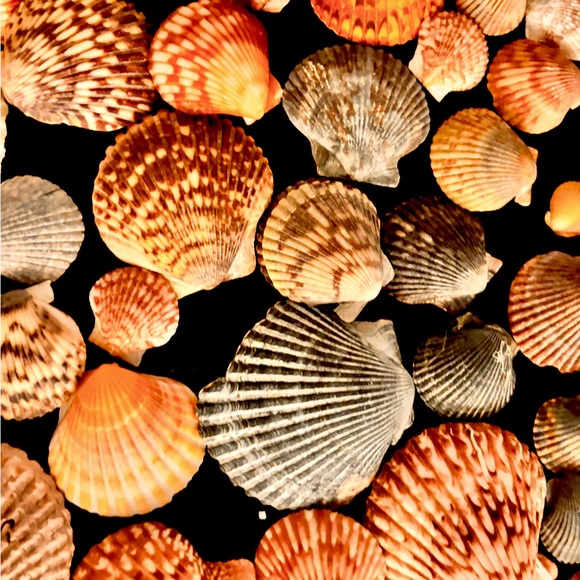 Lot of fancy bivalve seashells, natural - Picture 3 of 4